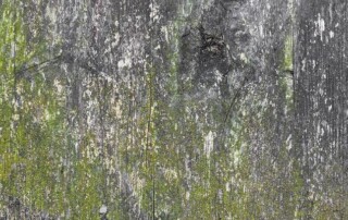 Weathered wooden surface with visible green moss, white streaks, and patches of gray, suggesting age, moisture, and natural wear.