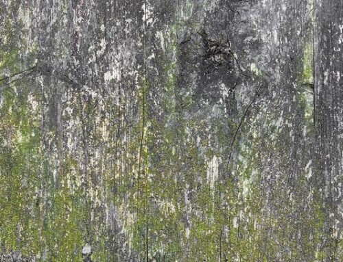 I Have Mildew On My Fencing – What Causes That?