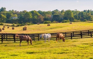 Three horses graze in a fenced pasture with scattered hay bales and a line of trees in the background under a clear sky.