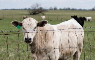 A light-colored cow stands behind a barbed wire fence in a grassy field, with other cows and a tree visible in the background.