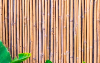 Vertical bamboo sticks form a fence with green leaves from a plant in the lower left corner of the image.