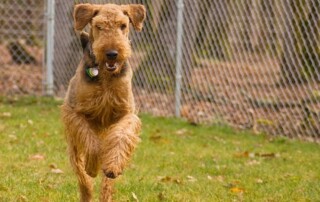 A brown, medium-sized dog runs on grass in front of a chain-link fence, with trees and fallen leaves in the background.