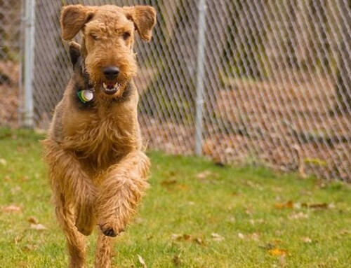 Want To Give Your Dog Some Space? Consider A Dog Run!