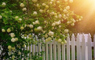 White hydrangea flowers bloom beside a white picket fence, with sunlight streaming in from the upper right corner.