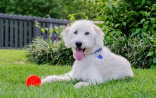 A white dog with a blue collar lies on green grass next to a red spiky ball, with bushes and a fence in the background.