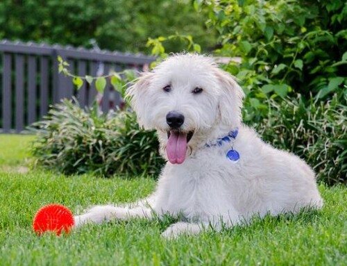 Is Your Fencing System Safe For Your Pet?