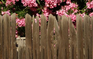 A weathered wooden fence with uneven boards stands in front of blooming pink flowers and green foliage.