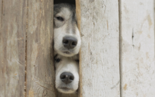 Two dogs peek their faces through a narrow gap between wooden planks, one above the other, both looking outward.