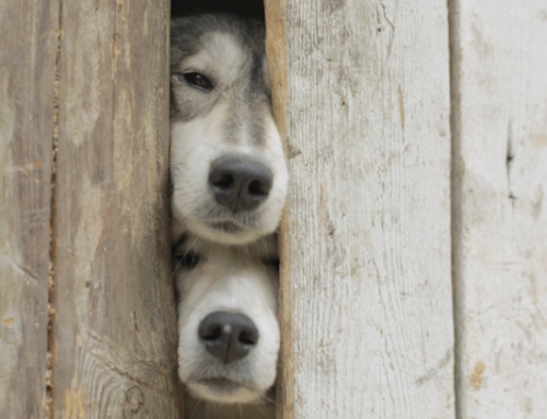 Got A Canine Houdini? Better Get A Good Fence!