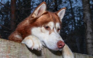 A brown and white husky with blue eyes rests its front paws on a wooden fence, looking over it with a calm expression; trees are visible in the background.
