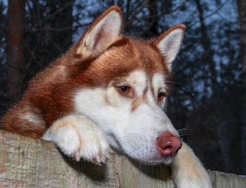 Electric Dog Fences – What Every Dog Will Love!