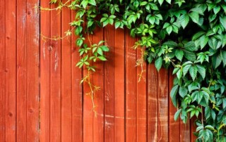 Green leafy vines grow across a red wooden fence, covering a portion of the right side, while the left side remains uncovered.