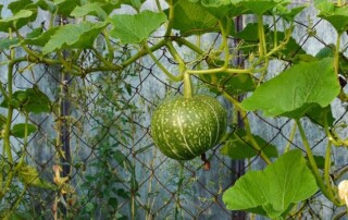 A green pumpkin with white streaks hangs on a vine supported by a wire fence, surrounded by broad green leaves.