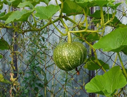 Understanding Your Garden Fencing Needs!