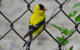 A yellow and black bird perched on a chain-link fence with green vines growing through the metal.