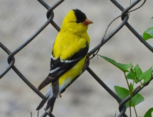 Features To Consider When Choosing a Chain Link Fence