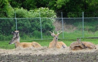 Four deer with antlers rest on a patch of hay in an enclosed, grassy area with trees and a wire fence in the background.