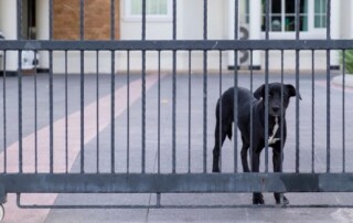A black dog stands behind a metal gate in front of a house with a paved driveway and parked cars on the left.