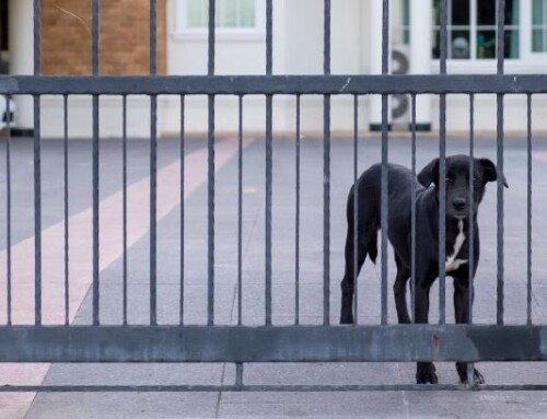 What Are The Benefits of A Home Security Fence?