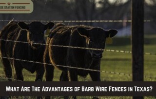 Two black cows stand behind a barbed wire fence in a grassy field. A banner at the bottom asks about the advantages of barb wire fences in Texas.