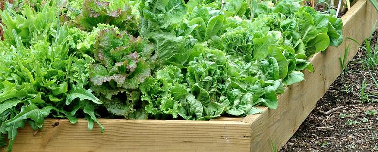 Fences in College Station Texas