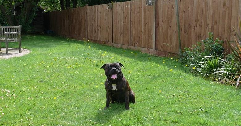 Fences in College Station Texas