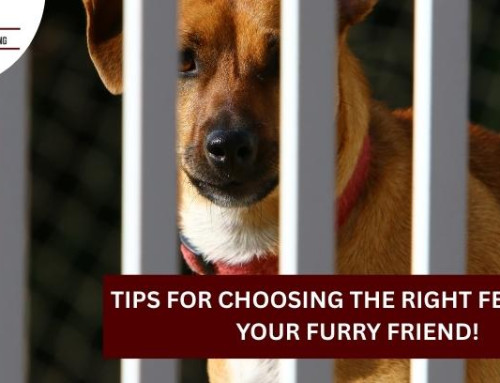 Tips for Choosing the Right Fence for Your Furry Friend!